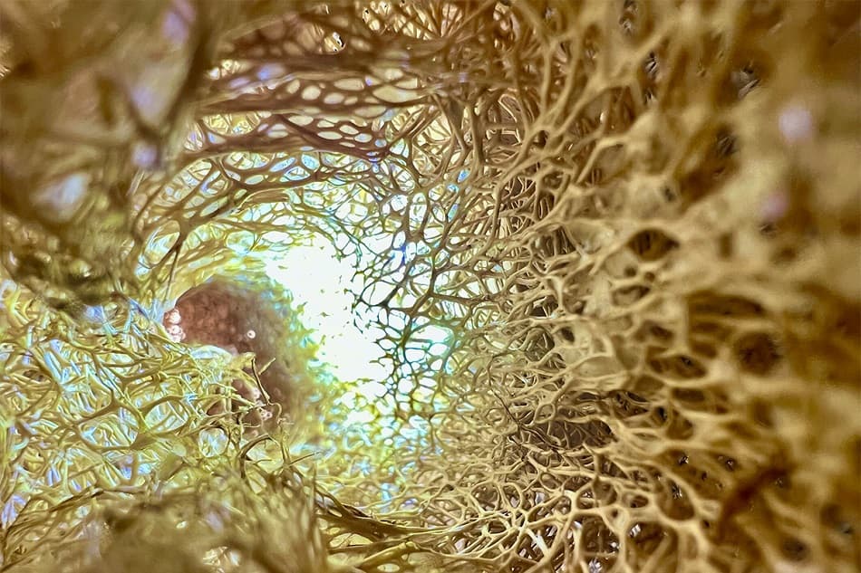 金絲在動 (Suzanne Au’s 陶瓷個人作品展)