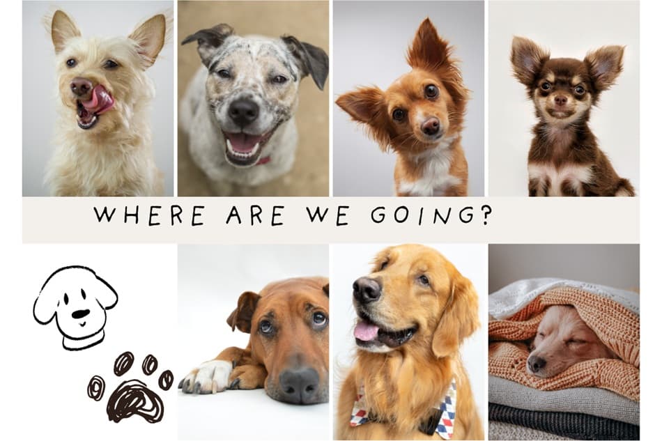 PAWS & SOUND BATH AT PMQ