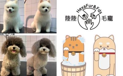 Hexa Fur & Fds | Pet Grooming 3