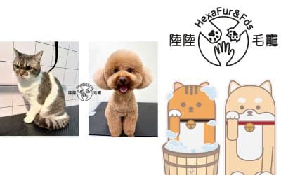 Hexa Fur & Fds | Pet Grooming 4