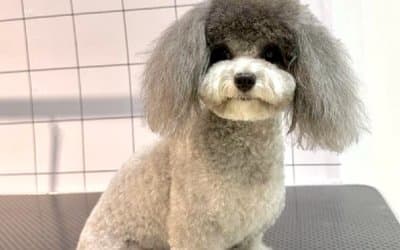 Hexa Fur & Fds | Pet Grooming 5