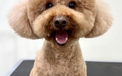 Hexa Fur & Fds | Pet Grooming 6